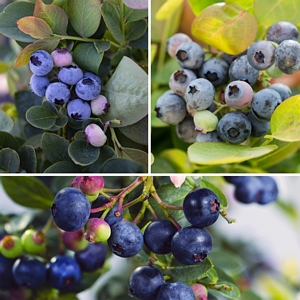 Bushel and Berry Blueberry Collection